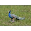 Hi-Line Gift Ltd Peacock Statue, Small