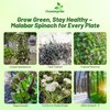 Outsidepride Basella Rubra Malabar Spinach Seeds - 100 Pcs. Perennial,