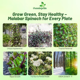 Outsidepride Basella Rubra Malabar Spinach Seeds - 100 Pcs. Perennial, Humid & Heat-Tolerant, Nutrient-Rich Herb Seeds for Planting Edible Vegetables, Ideal for Cooking & Edible Landscaping