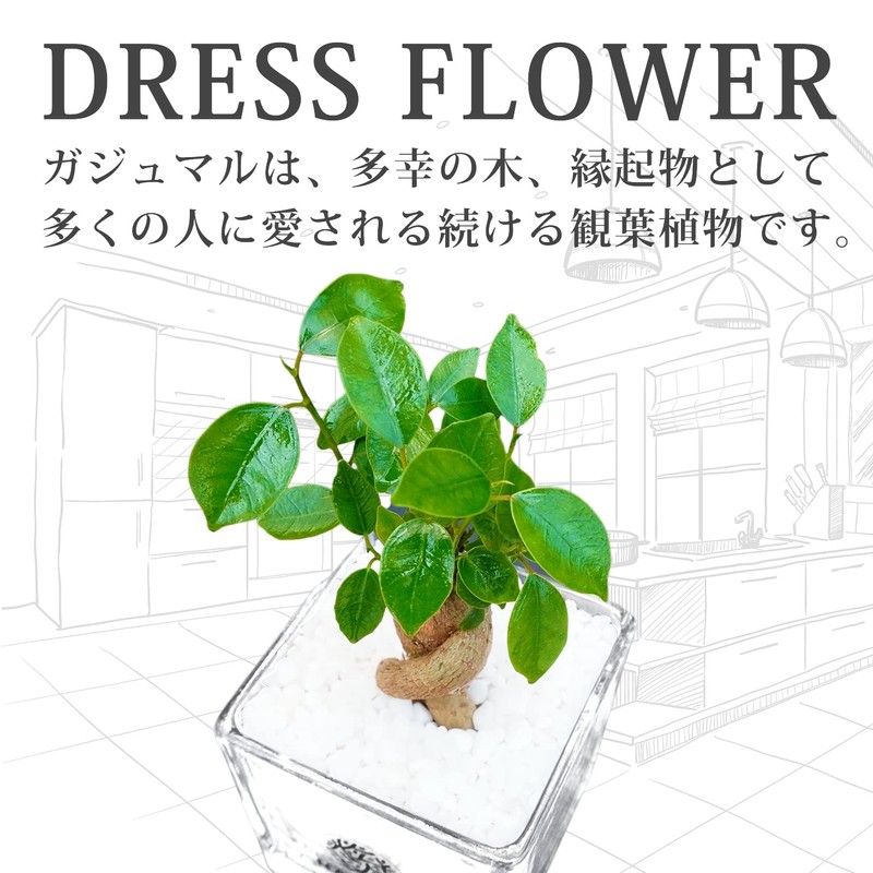 Gadmar White Gravel, Soil-Free, Hygienic, Decorative Plant, Stylish, Clean, Genuine,