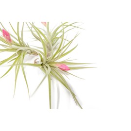 (Pack of 3) Tillandsia Stricta Aeranthos Hybrid Air Plants - Blooms Vary Due to Seasonality - Wholesale and Bulk - Succulents - Live Tillandsia - Easy Care House Plants by Air Plant Shop