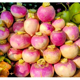 Axel's Garden Seeds Purple Top Turnip Seeds | Non-GMO | Heirloom | Fresh Garden Seeds - 50 Seeds