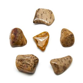 Petrified Palm Wood Tumbled Stone Set (Large)
