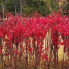 Arrow tree sapling 1m 3 weeks landscape tree arrow tree