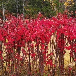 Arrow tree sapling 1m 3 weeks landscape tree arrow tree cultivation / 화살나무 묘목 1m 3주 조경수 화살 나무 재배