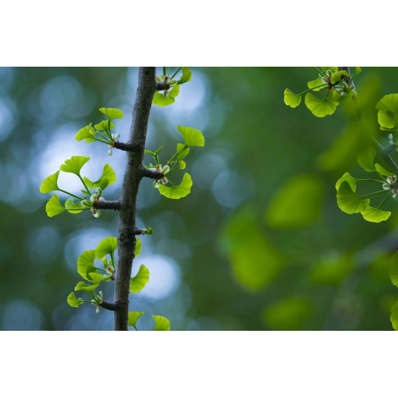 The Jonsteen Company Jurassic Ginkgo Tree | Seed Grow Kit