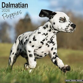 Dalmatian Puppies 2026 Calendar | Square Wall Calendar | Dog Breed Gift | Plastic Free Packaging | by Avonside Publishing