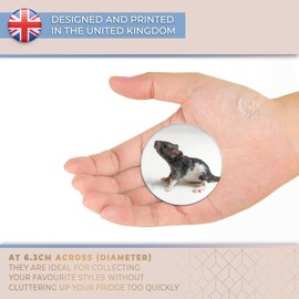 Destination Vinyl ltd Magnet for Refrigerator, Fridge - Cute Baby Rat Rodent Pet for Office, Cabinet and Whiteboard, Magnetic Stickers, 3067