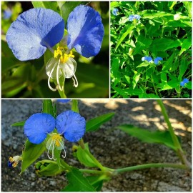 wandering jew 15 Spiderwort Day Lily Plants, Fresh Cuttings, Wandering Jew Blue, Easy to Care