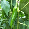 Wayland Chiles Hatch Sandia Chile Seeds