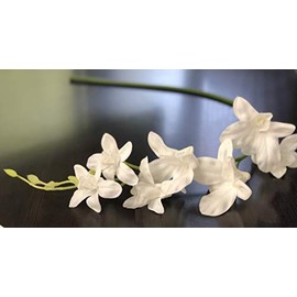 Angel Isabella, LLC 30" Tall Real Touch Dendrobium Galaxy Orchid Spray Blue Purple White - Perfect for Home Decor, Bouquets, Wreaths, etc. (White (1pc))