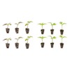Bonnie Plants Big Boy Tomato Live Vegetable Plants - 4