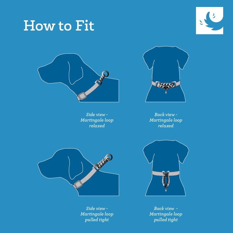 RC Pets Sporty, Durable, Functional Training Collar | Gemstone, Medium