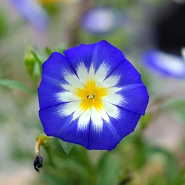Eden Brothers Morning Glory Seeds (Dwarf) - Mixed