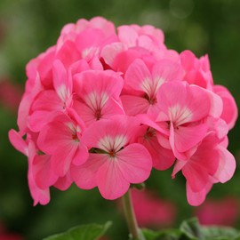 Outsidepride Rose Geranium Seeds for Planting - 50 Pcs Annual, Heat & Drought Tolerant Flower Seeds with Green Foliage & Rose Blooms for Pots, Borders & Lush Summer Garden Displays