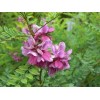 Indigofera tinctoria | Bengal or Madras or True Indigo |