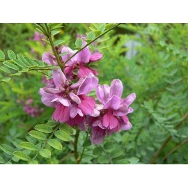 Indigofera tinctoria | Bengal or Madras or True Indigo | 100_Seeds