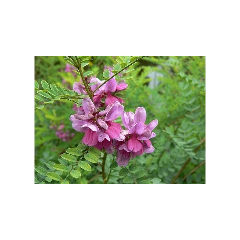Indigofera tinctoria | Bengal or Madras or True Indigo |