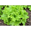 RAISE ME UP: Seeds Indoor Lettuce Green Leaf Balcony Non