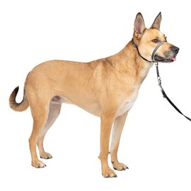 PetSafe Gentle Leader - Collar de Cabeza para Perro sin tirones, la solución definitiva para Tirar, redirige el tirón de tu Perro para Paseos más fáciles, te Ayuda a recuperar el Control, Mediano,