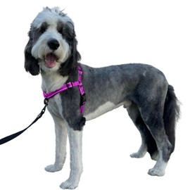 ShawnCo Dream Walk Pro Dog Harness- No-Pull, Comfortable, Adjustable, Easy to Use Pet Halter to Help Stop Pulling for Small, Medium and Large Dogs (Orchid, Medium)
