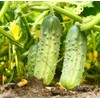 NIKA SEEDS - Vegetable Cucumber Elegant F1-20 Seeds