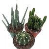 Florida House Plants BubbleBlooms Cactus Assortment, 4 inch Set of