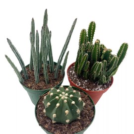 Florida House Plants BubbleBlooms Cactus Assortment, 4 inch Set of 3, Best-Sellers Most Popular Cacti