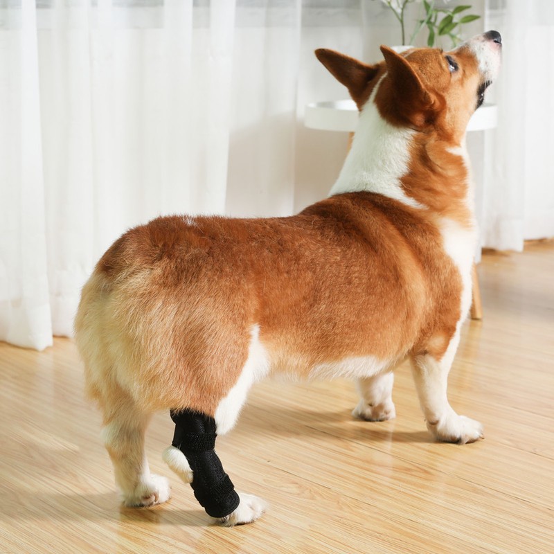 Dog Rear Leg Brace Prevent Licking Fixing Strap Spring Support