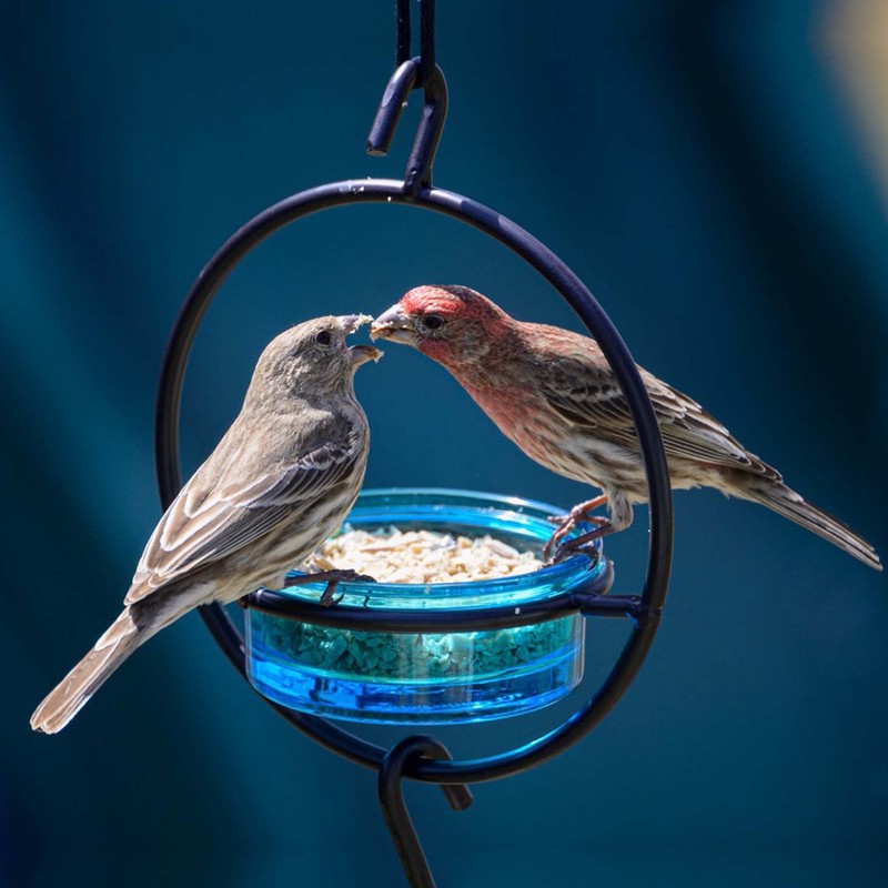 Mosaic Birds Hummble Basic Bird Feeder, M045-200-09, 3.4 Ounce Capacity,