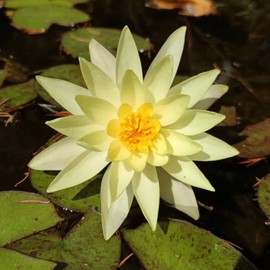 4 Pre-Grown Hardy & Tropical Waterlilies Rhizomes Live Tuber in Red, Yellow, Purple, Blue Flower for Indoor-Outdoor Pond Decoration