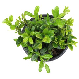 Burford Shrub (1G), Flowering Shrubs Privacy Trees for Planting, Live Plants in Planters for Outdoor Plants, Ilex Plant Live Plant Outdoor Garden Decor, Potted Plants Live Tree by Plants for Pets