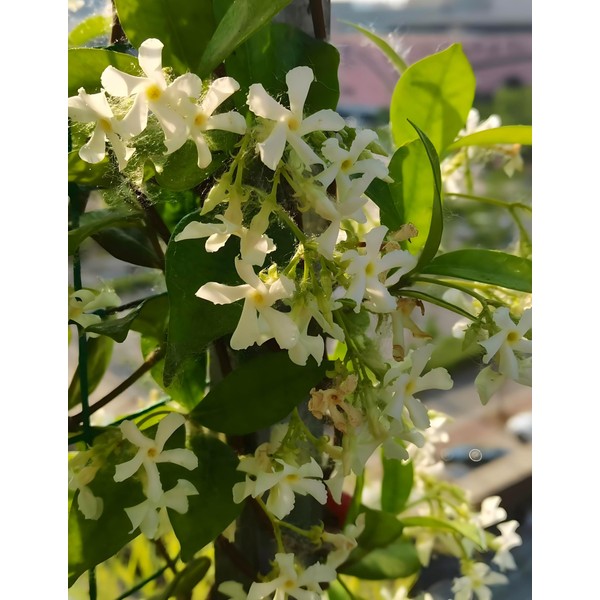 Jasmine Flower Seeds Fragrant Garden Plant 5g Seeds