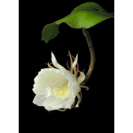 thebluebirdgarden Epiphyllum Oxypetalum (Queen of the Night Orchid Cactus) 1 living plant