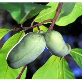Tree 3 Paw Paw Indian Banana Trees - 6-12" Tall - Live Plants - Asimina triloba