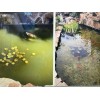 Splosht Natural Water Cleaner For Large Fishpond/Water Feature