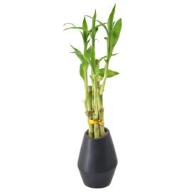 Arcadia Garden Products 5-Stem Lucky Bamboo, Live Indoor Plant in Dimension II Ceramic Planter for Home, Work, or Gift, Black ***Cannot Ship to Hawaii***