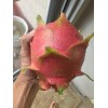 Cactus Red Dragon Fruit 2 Cutting 9-14" Hailey's Comet