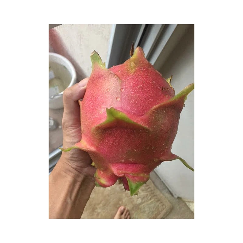 Cactus Red Dragon Fruit 2 Cutting 9-14" Hailey's Comet