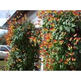 Seeds4planting - Seeds Firecracker Vine Cypress Quamoclit Spanish Flag Annual Flowers Non GMO