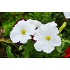 1000 Seeds Pack Petunia Multiflora Hybrida F2 Colorama Mixed -