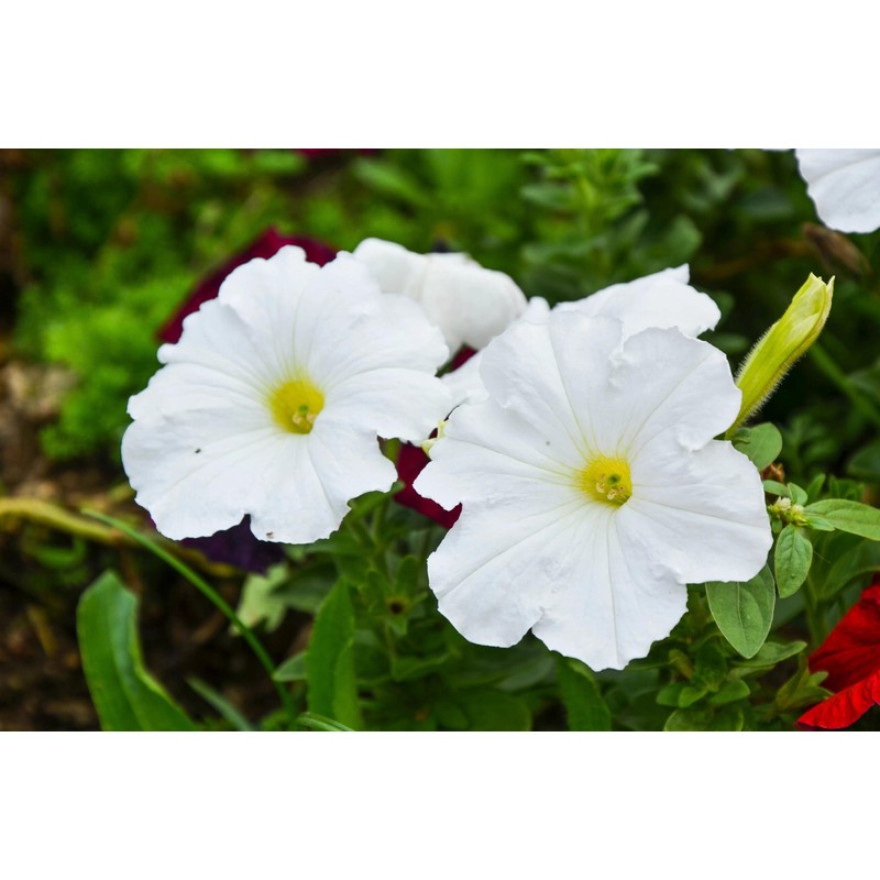 1000 Seeds Pack Petunia Multiflora Hybrida F2 Colorama Mixed -