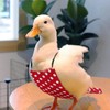 QBLEEV Pet Cole Duck Diapers for Baby Ducks, Chicken Diapers