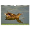 Possierliche Stockenten (Wandkalender 2026 DIN A4 quer), CALVENDO Monatskalender
