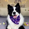 TroisAmis Easter Dog Bandanas 2Packs, Spring Bandanas for Large Dogs,