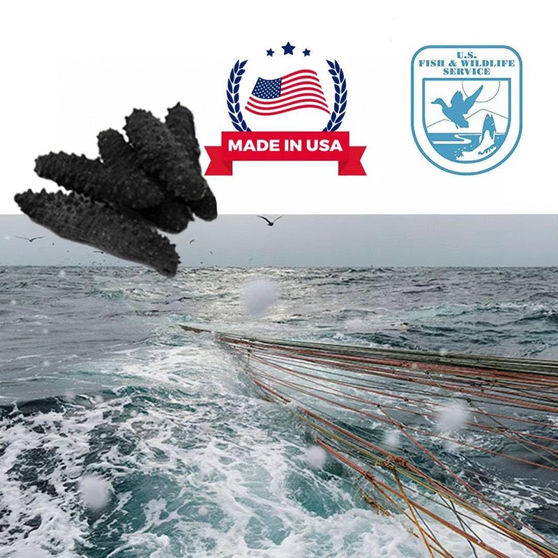 Sea Cucumber Wild Caught,Sun Dried Atlantic Black Pin Supplement All