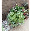 2 Live Swedish Ivy Silver Plants 4-6in Indoor Outdoor Houseplants