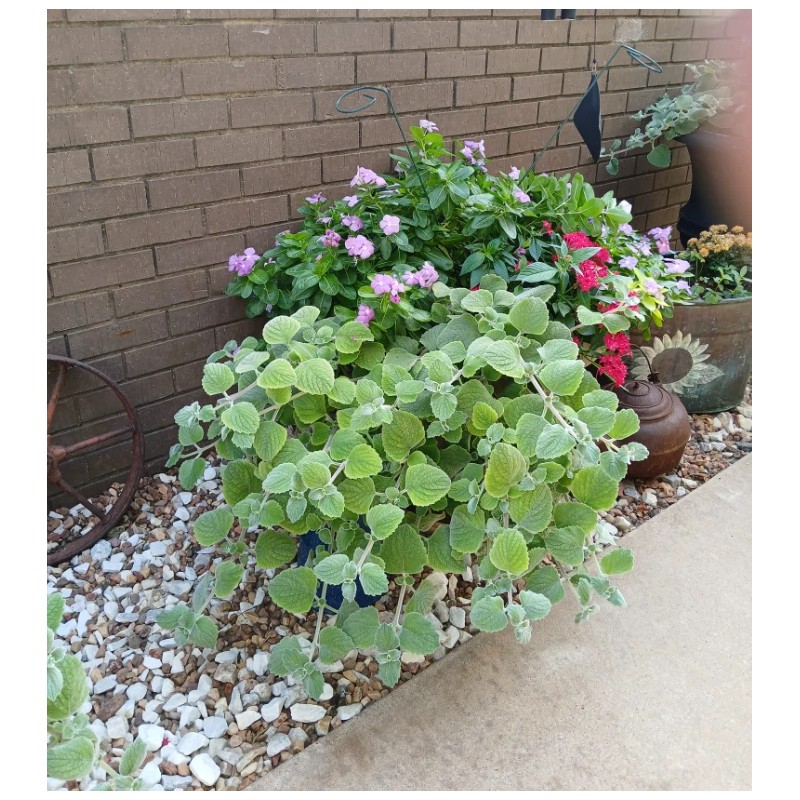 2 Live Swedish Ivy Silver Plants 4-6in Indoor Outdoor Houseplants