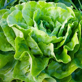 Lettuce Seeds - Butterhead - Kagraner Sommer - 4 Oz ~100,000 Seeds - Lactuca Sativa - Farm & Garden Vegetable Seeds - Non-GMO, Heirloom, Open Pollinated, Annual