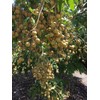 New and Healthy Longan Dimocarpus - Dragon Eye - Diamond